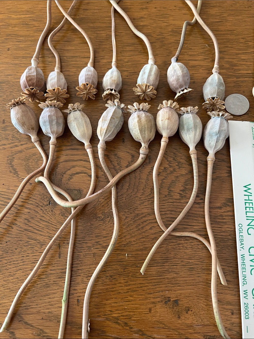 Dried 30 Poppy Seed Pods - Natural Beige - Picture 3 of 4